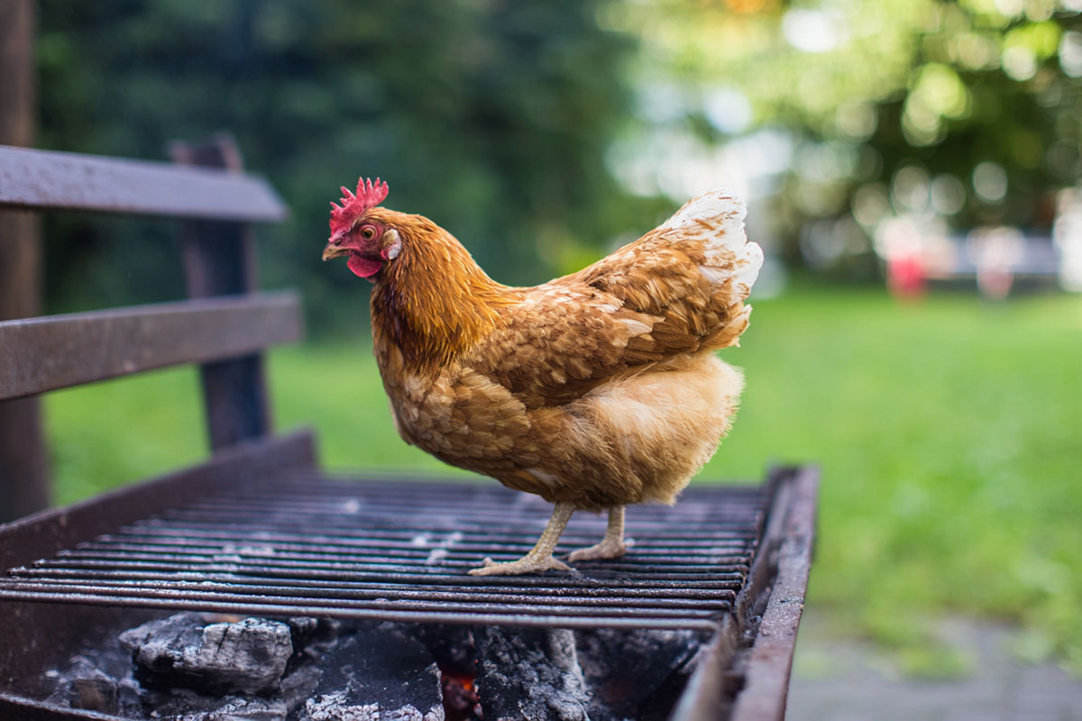 Das Lied von der Glucke